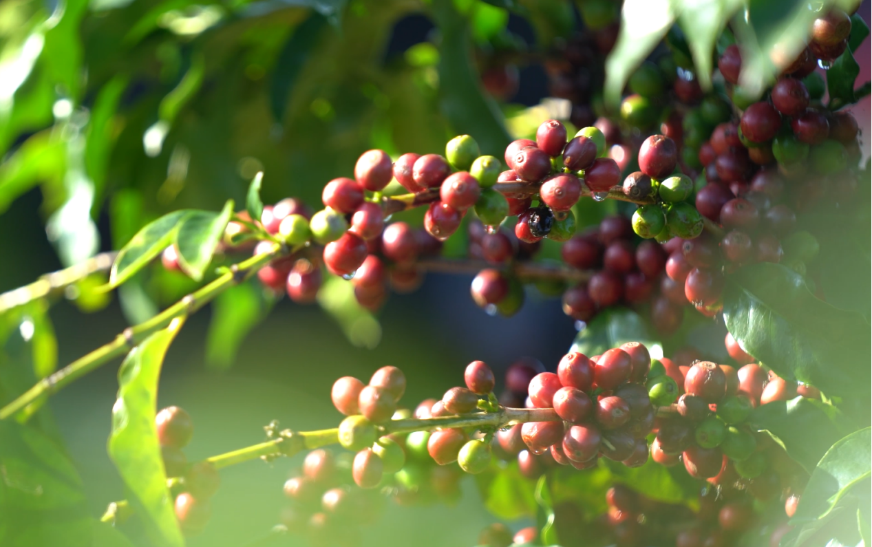 2025082516405092 ȨÃŹú¼Ê¹ÙÍø-²»·²³É¾Í·Ç·²,ÏàÐÅÆ·ÅƵÄÁ¦Á¿